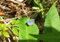 20150811 Common Blue